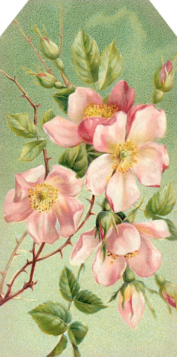 4267534_Floral_tag__pink_roses_2__lilacnlavender (346x700, 230Kb)