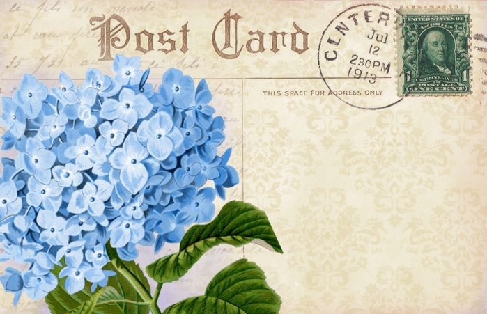 4267534_Hydrangea_in_blue__postcard_back__lilacnlavender (700x451, 255Kb)