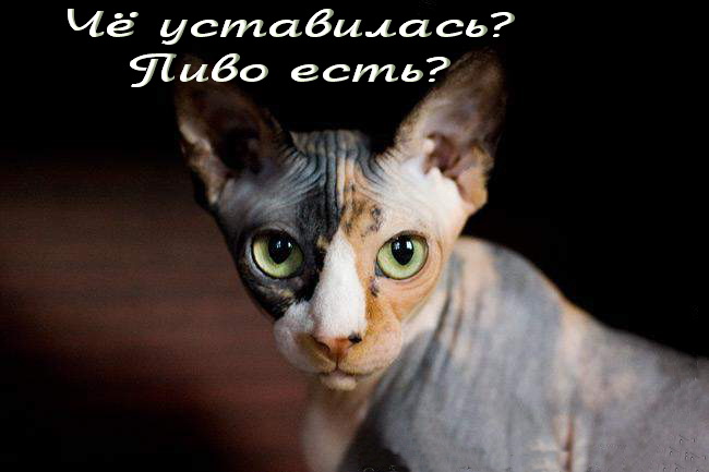 самых че уставился картинка этому