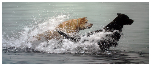 3623822_dogs_in_ocean (512x224, 92Kb)