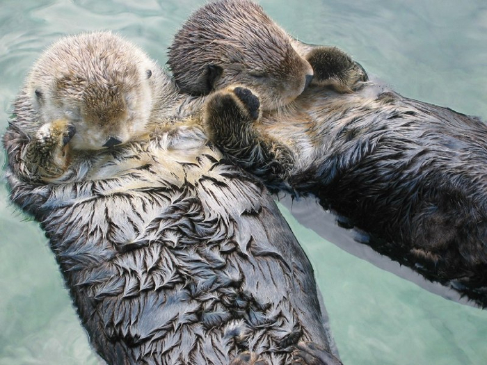 6371897_60463_8689243_seaottersholdinghands (700x525, 396Kb)