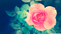 4153430_beautiful_pink_rose_in_the_gardenwallpaper1920x1080 (200x113, 29Kb)