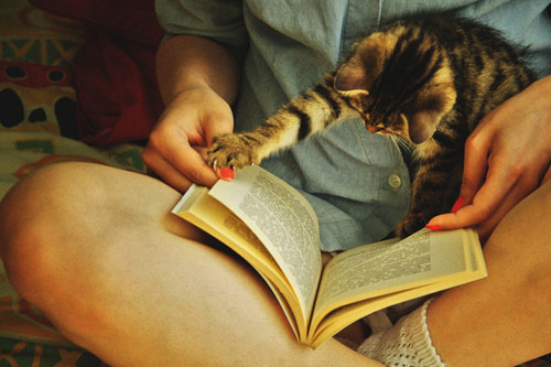 3354027_cat_reading_a_book2964 (500x333, 55Kb)
