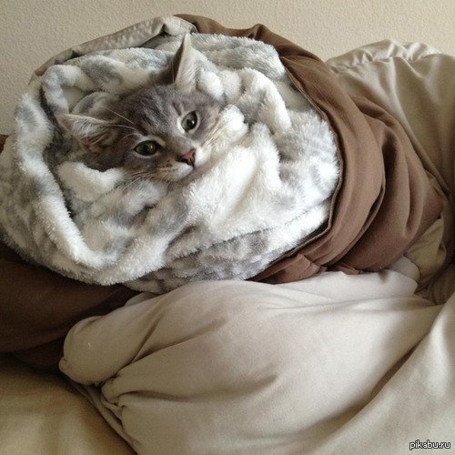 кошки постель