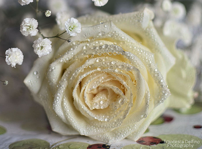 white_rose_with_water_drops_2_by_francescadelfino-d5q9wc6 (700x517, 65Kb)