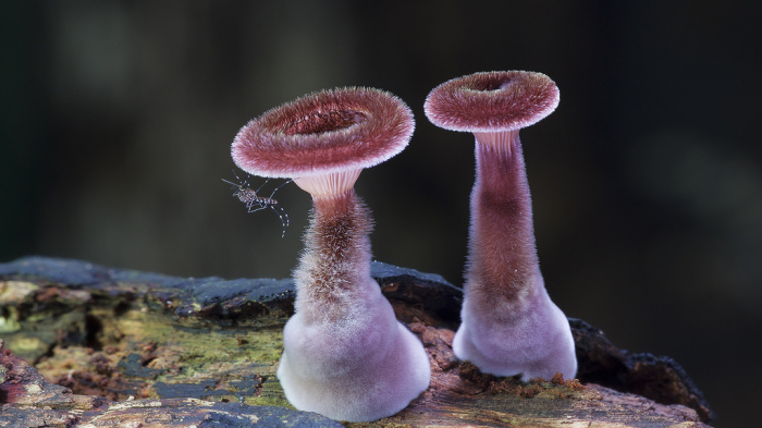 photo-mushrooms-2 (700x393, 219Kb)