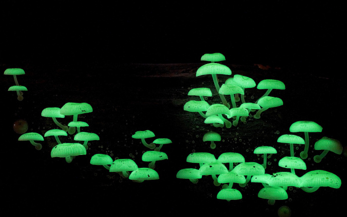 photo-mushrooms-4 (700x437, 204Kb)