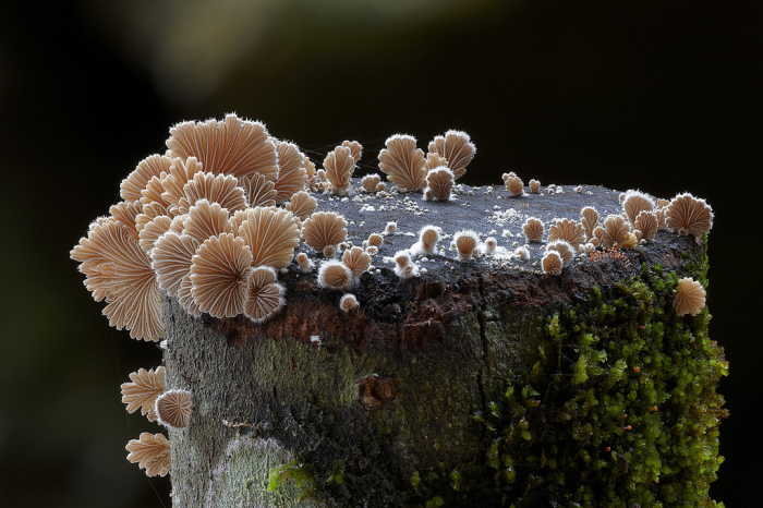 photo-mushrooms-6 (700x466, 364Kb)