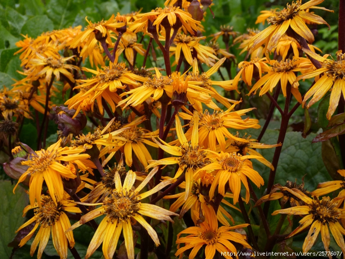 P1400482 (700x525, 396Kb)