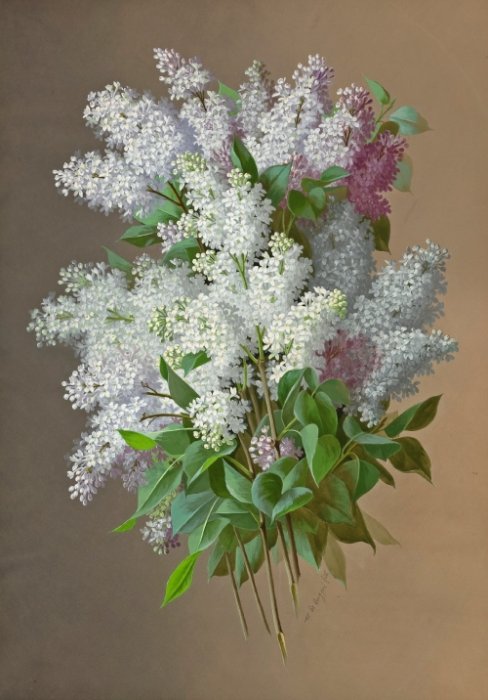 1386909327_1318767215_www_nevsepic_com_ua-floral-still-life-with-lilacs (488x700, 63Kb)