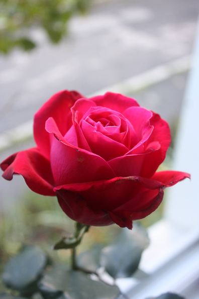 4052195_IMG_8377 (396x595, 162Kb)