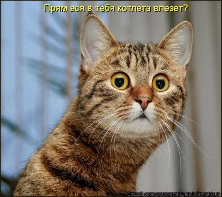 1411113071_kotomatr_17 (450x400, 39Kb)