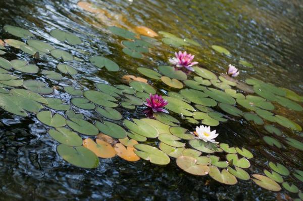 5361707_donpark_lilii2 (600x399, 51Kb)