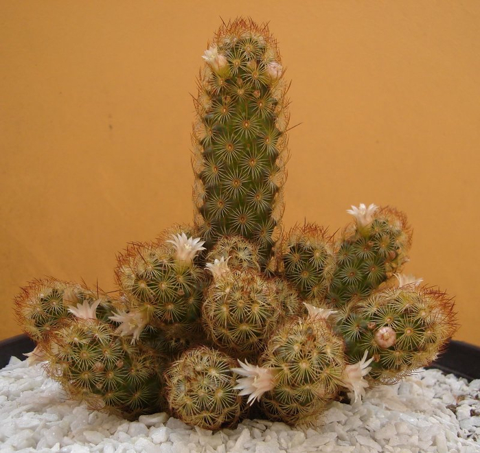 mammillaria_elongata1_1 (700x660, 422Kb)