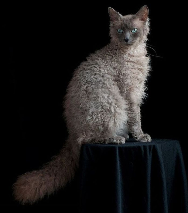 Порода кучерявых кошек фото и названия