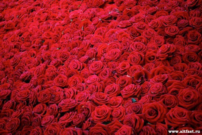 1357498928_roses03 (700x466, 499Kb)