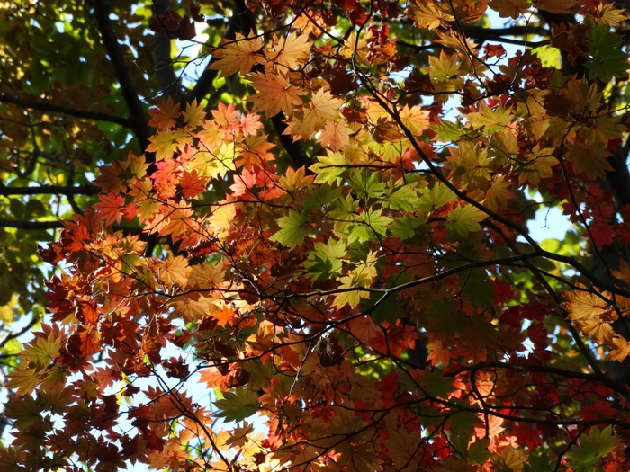 5559494_DSC08187 (700x525, 390Kb)