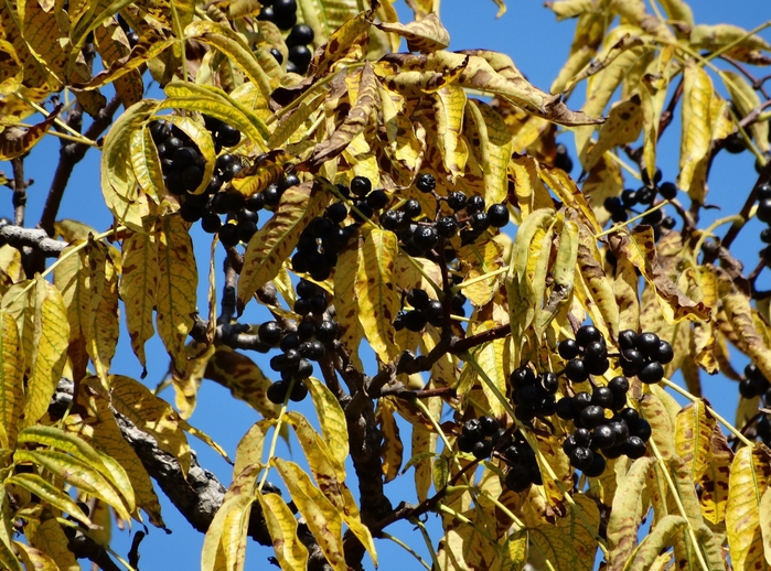 5559494_DSC08281 (700x518, 389Kb)