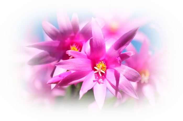 christmas-cactus-103118_640 (700x465, 431Kb)