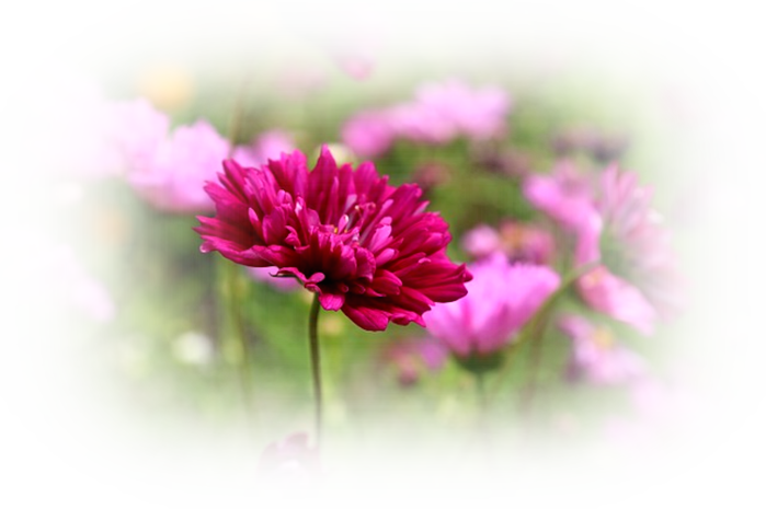 flower-408833_640 (700x465, 436Kb)