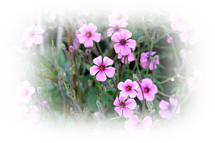 geranium-flowers-433427_640 (700x465, 608Kb)