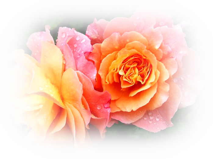 rose-174817_640 (700x524, 548Kb)