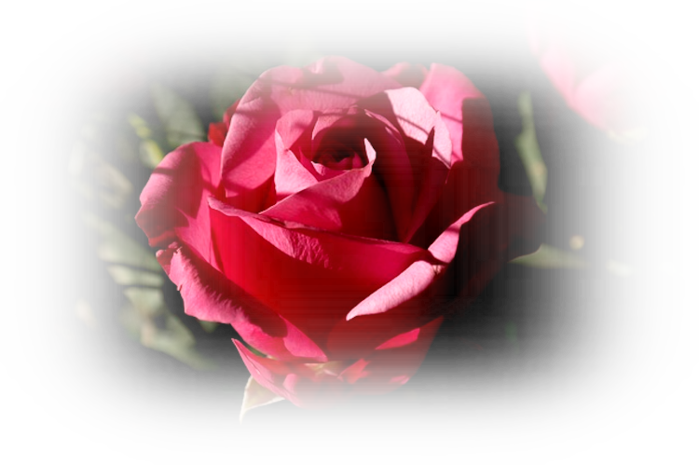 rose-232114_640 (700x465, 284Kb)