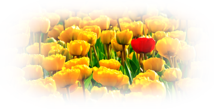 tulips-15155_640 (700x355, 365Kb)