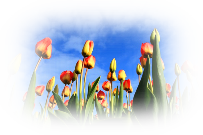 tulips-21598_640 (700x465, 485Kb)