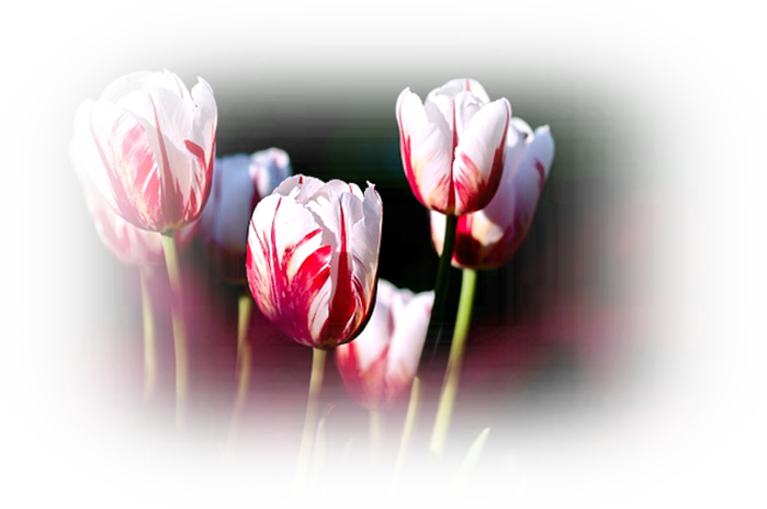 tulips-56423_640 (700x464, 318Kb)