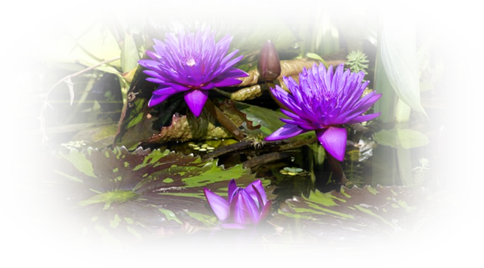 water-lilies-440615_640 (700x388, 534Kb)