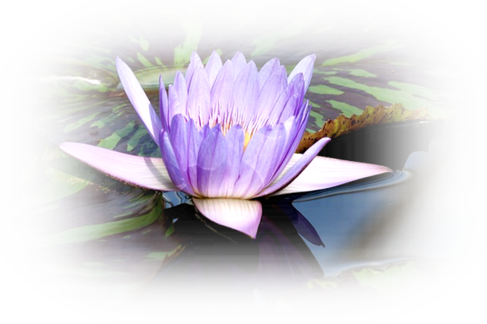water-lily-454716_640 (700x465, 492Kb)