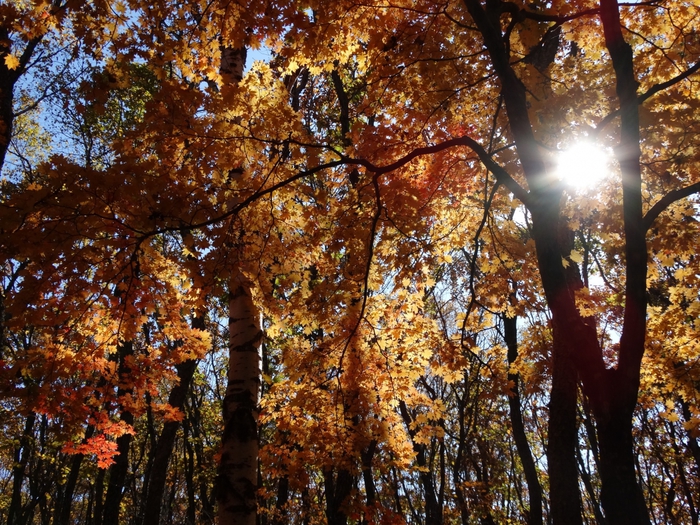 5559494_DSC09666 (700x525, 418Kb)