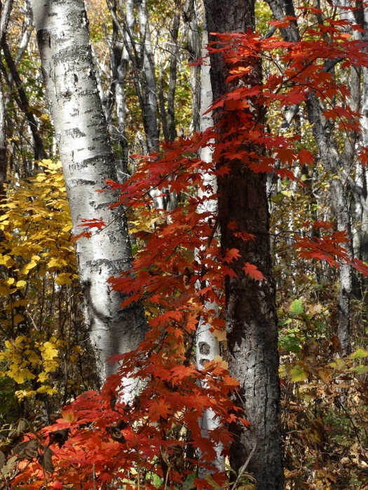 5559494_DSC09691 (525x700, 402Kb)