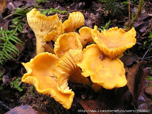 Cantharellus-cibarius-520x390 (520x390, 156Kb)