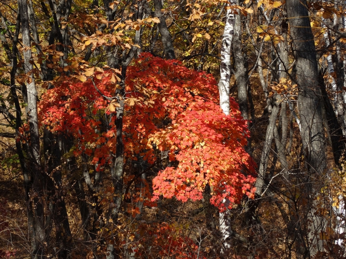 5559494_DSC09826 (700x525, 405Kb)