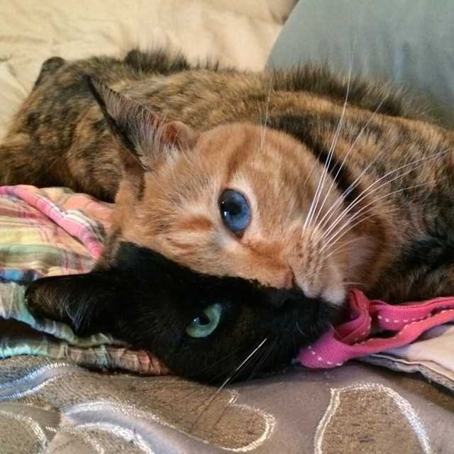 кошка двуликая Венера