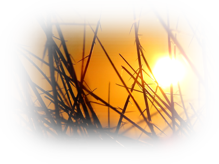 sunset-in-grass-142186_640 (700x524, 524Kb)