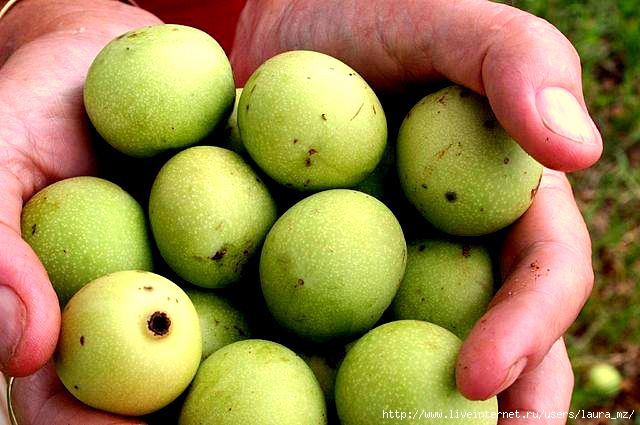 640px-Marula01 (640x425, 157Kb)