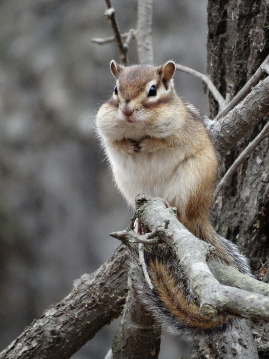 5559494_DSC00115 (525x700, 276Kb)