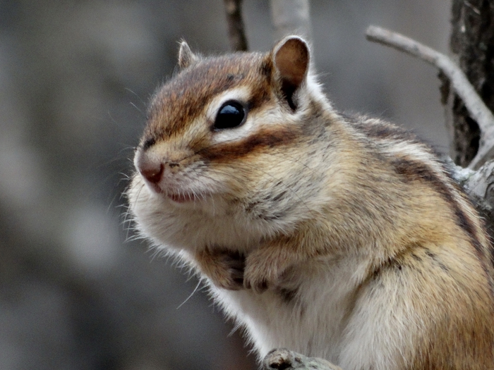 5559494_DSC00137 (700x525, 258Kb)
