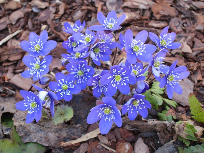 3350917_11__Pechenochnica_Hepatica (700x525, 319Kb)