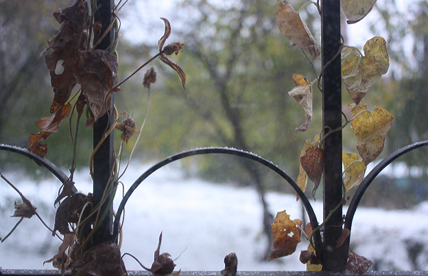 4052195_IMG_8981 (624x402, 291Kb)