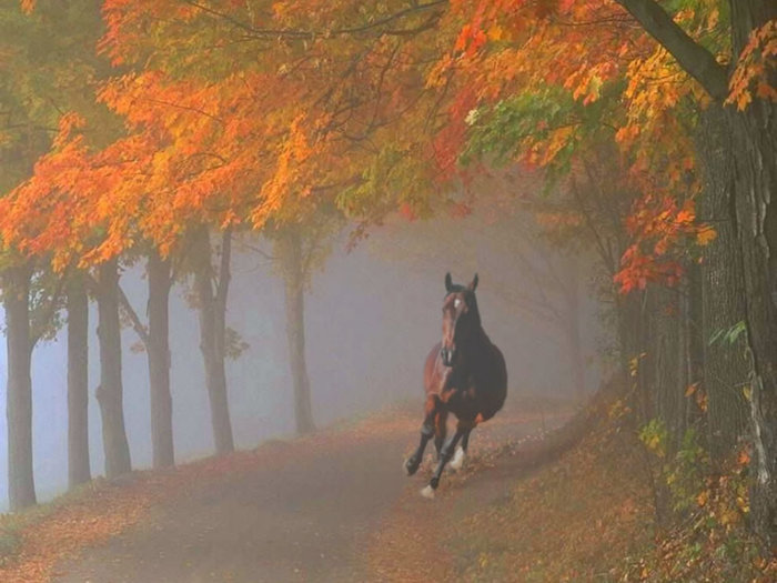 Spooked-horse-galloping-through-foggy-fall-forest (700x525, 81Kb)