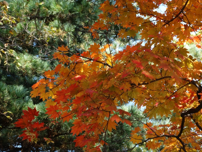 5559494_DSC08710 (700x525, 394Kb)