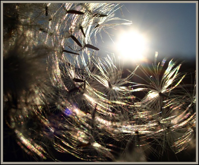 2944965_large (700x579, 125Kb)