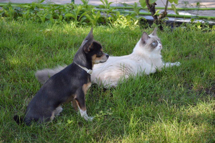 1414572088_DSC_0615f (700x465, 169Kb)