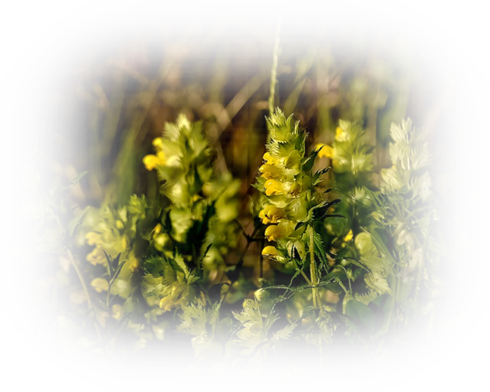 wildflowers-399302_640 (700x560, 596Kb)