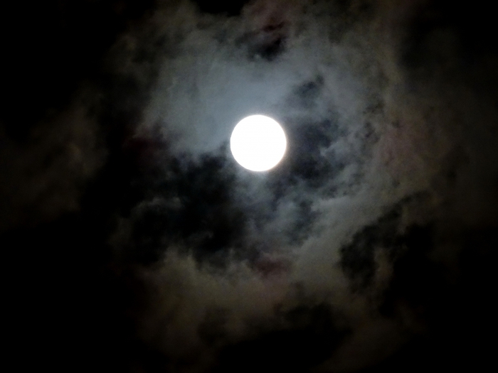 5559494_DSC08771 (700x525, 130Kb)