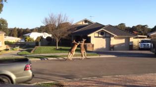     ! Two Kangaroos Fought On The Highway!/3518263_kangouroo (315x177, 10Kb)